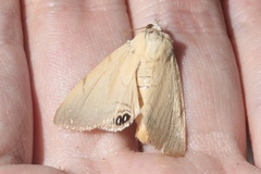 Litoprosopus coachella