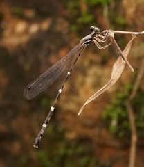 Protosticta taipokauensis