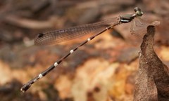 Protosticta taipokauensis