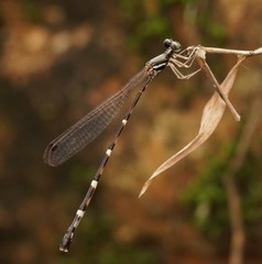 Protosticta taipokauensis