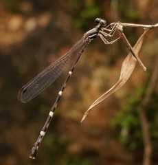 Protosticta taipokauensis