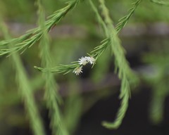 Taxodiomyia