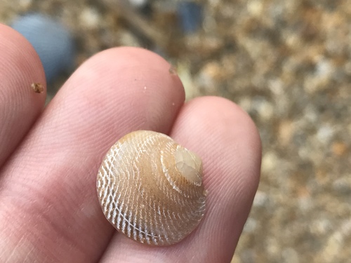 Divalinga quadrisulcata