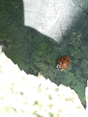 Harmonia axyridis