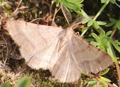 Selidosema brunnearia