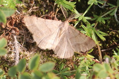 Selidosema brunnearia