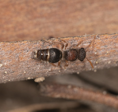 Ephutomorpha dorsigera