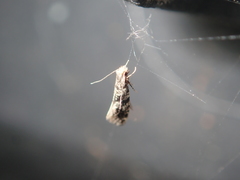 Nemapogon granella