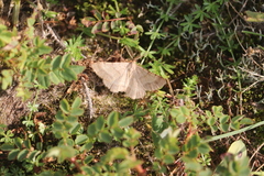 Selidosema brunnearia