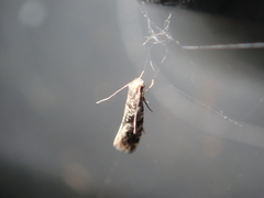 Nemapogon granella