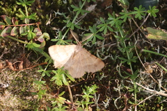 Selidosema brunnearia