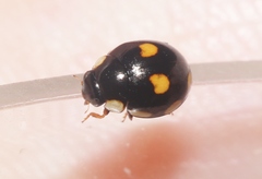 Hyperaspis octonotata