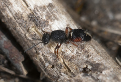 Ephutomorpha lateralis