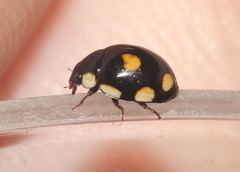 Hyperaspis octonotata