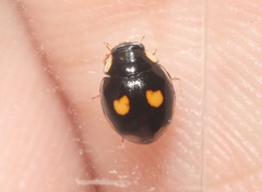 Hyperaspis octonotata