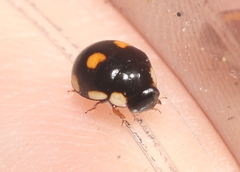 Hyperaspis octonotata