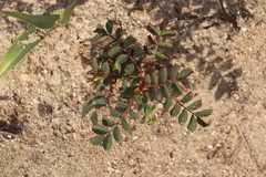 Viola tricolor curtisii