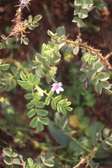 Viola tricolor curtisii