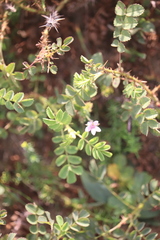 Viola tricolor curtisii
