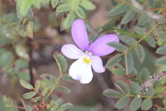 Viola tricolor curtisii