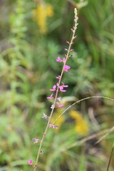 Desmodium floridanum