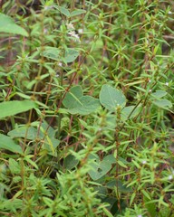 Desmodium floridanum