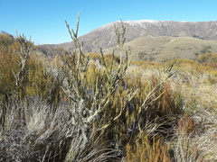 Carmichaelia crassicaulis