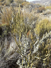 Carmichaelia crassicaulis