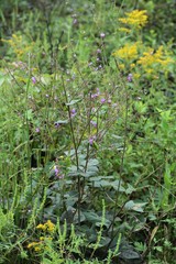 Desmodium floridanum