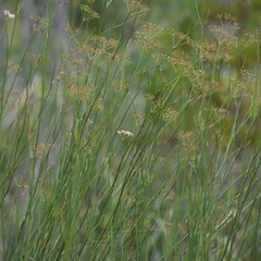 Tiedemannia canbyi
