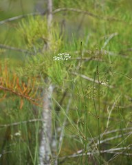 Tiedemannia canbyi