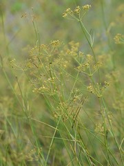 Tiedemannia canbyi