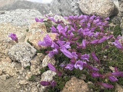 Penstemon davidsonii davidsonii