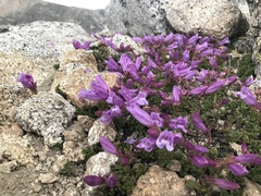 Penstemon davidsonii davidsonii