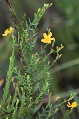 Hypericum harperi