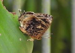 Arhopala abseus