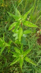 Euphorbia cuphosperma