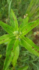 Euphorbia cuphosperma