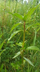 Euphorbia cuphosperma