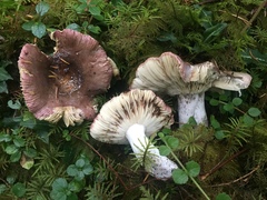 Russula occidentalis
