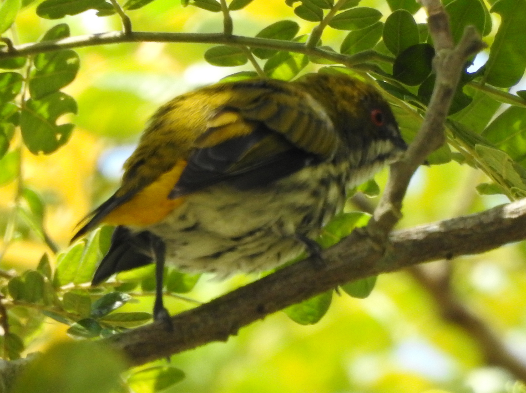 Yellow-vented Flowerpecker illustration