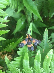Calopteron reticulatum