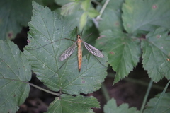 Nephrotoma scurra
