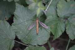 Nephrotoma scurra
