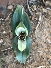 Colchicum coloratum burchellii