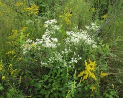 Sericocarpus tortifolius