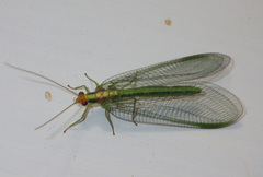 Nineta pallida