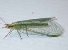 Nineta pallida