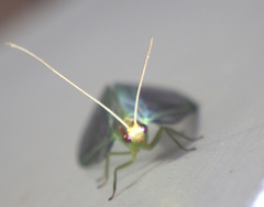 Nineta pallida
