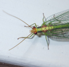 Nineta pallida
